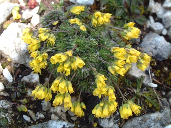 Draba aizoides / Draba aizoide, Draba gialla